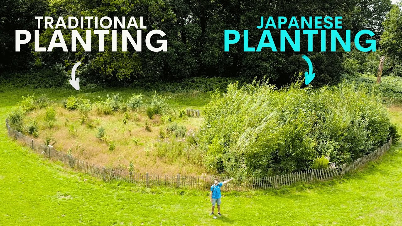 Japan's Tiny Forests are Thriving in Britain - here's why