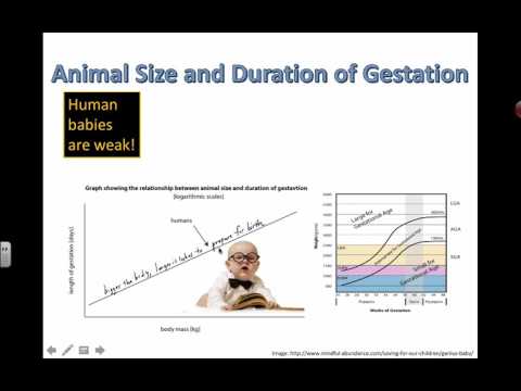 Animal Size and Duration of Gestation (IB Biology)