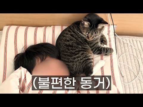 고집불통 고양이와 살고 있다...