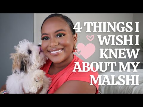 4 things I wish I knew about my Malshi puppy! #malshipuppy