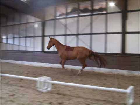 BETTY BARCLEY v. Bretton Woods Freispringen VB 12.000,- Euro