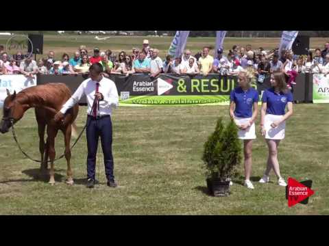 3 rd place N.47 WORONIN - Radom 2017 - Junior Colts Championship (Class 12)