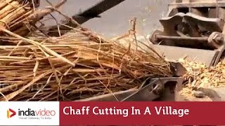 Chaff Cutting in a village near Patna