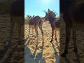 Donkeys In Jungle Youtubeshorts