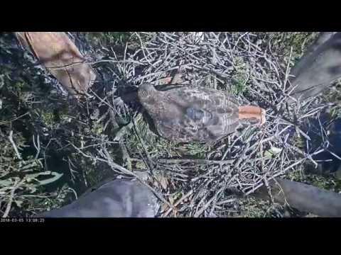 Red-tailed Hawk Laid an Egg