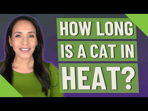 How long is a cat in heat?