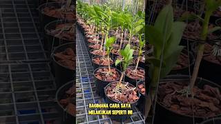 Download lagu Cara Memperbanyak Anggrek Dendrobium #anggrek #bungaanggrek #anggrekdendrobium #shortsfeed mp3 Download lagu Cara Memperbanyak Anggrek Dendrobium #anggrek #bungaanggrek #anggrekdendrobium #shortsfeed mp3