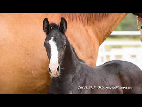 Da Vinci HSR (De Niro/Royal Diamond/Fürst Heinrich) - 2017 Oldenburg Foal of Distinction