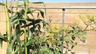 First Garden Update