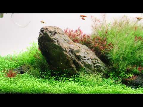 Watch Video on YouTube