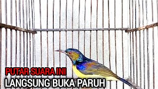 Download lagu masteran | kolibri kelapa | wiceh | manggar | putar suara ini untuk burung bahan agar rajin bunyi mp3