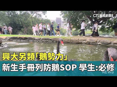 興大另類「鵝勢力」　新生手冊列「防鵝SOP」　學生：必修