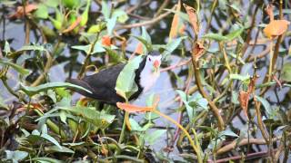 preview picture of video 'Amaurornis phoenicurus croaking - Westlake Garden , Kampar , Perak'