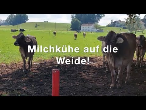 Wie wir mehr Milchkühe auf die Weide bringen