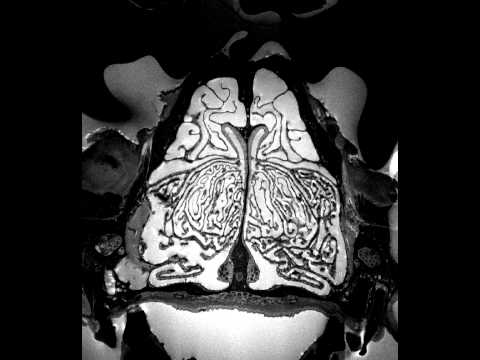 High-Resolution MRI Scans of the Bobcat Nasal Cavity
