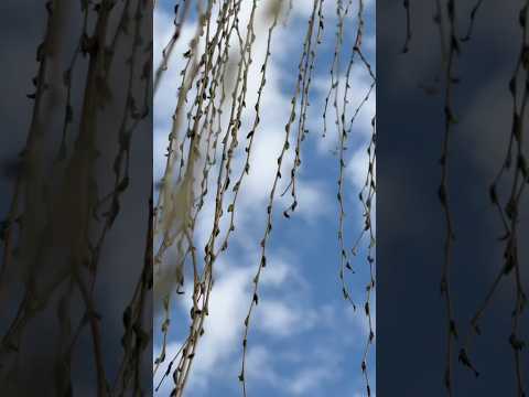 Willows and Beginnings  🌱 All I Want @JoniMitchell #jonimitchell #alliwant