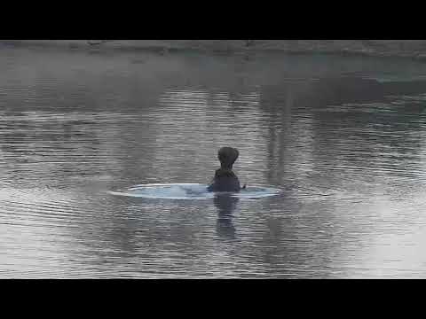 Djuma: Hippo playing with his stick - 17:45 - 09/25/21