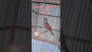 Download lagu VIOLET CUCKOO BETINA / KEDASIH UNGU BETINA #violetcucko #kedasih #masterankasaran mp3