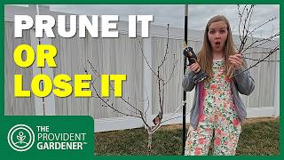 How to Prune a Young Fruit Tree for the First Time (Real Results on a 1-Year-Old Tree)