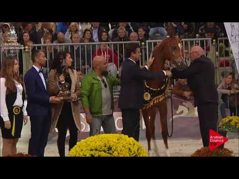ORO N.123 AJ RADMAN - Verona 2017 - Yearling Colts Championship (Class 14)