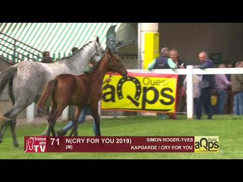 Show Aqps Ouest 2019 : Lot 71 - N(CRY FOR YOU 2019)