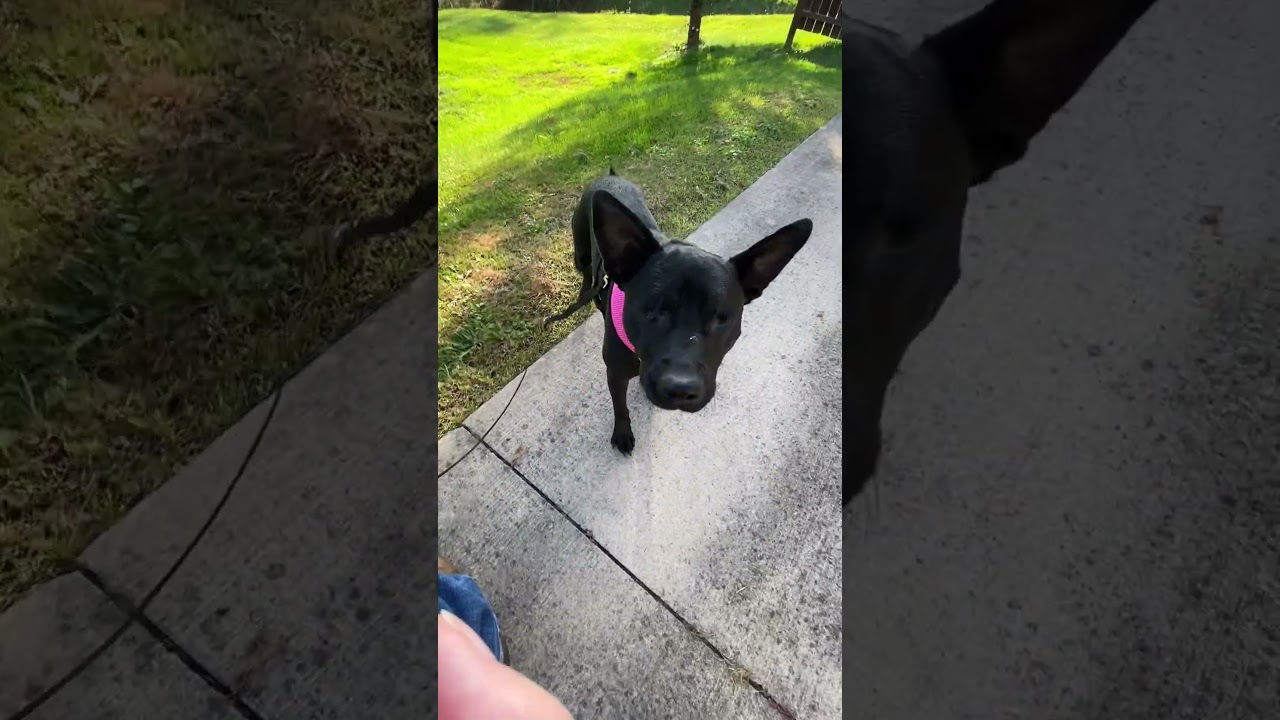 Enlarge Lavender (PA) cuddlebug!, a ADOPTABLE mixed breed in Seymour, CT video 5/5