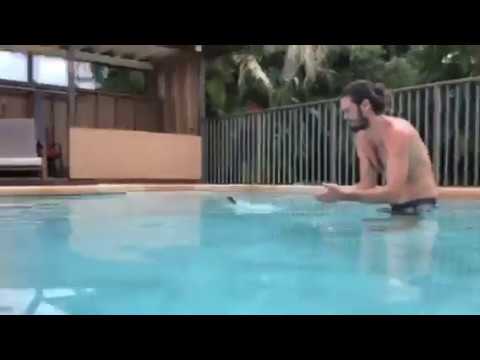 Jesus Lizard Runs On Water