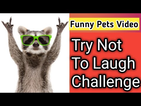 Funny Pets Animal Video, Try Not To Laugh Challenge