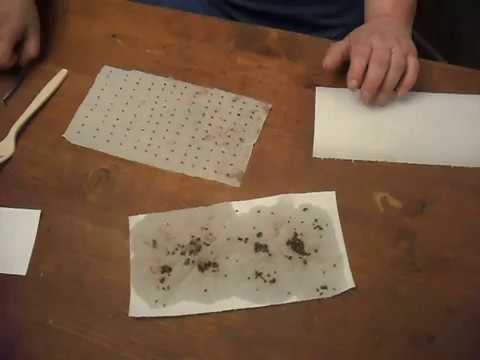 Gro dina frö före plantering Del1