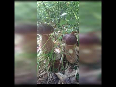 Mândru sat  #ciureni #Sălaj