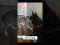 The Most Epic Cat Slap Ever Dog Vs Cat Shorts Funnyvideo