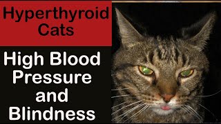Hyperthyroid Cats and High Blood Pressure