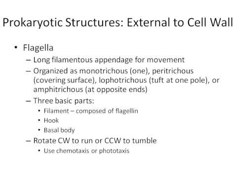 Microbiology chapter 4 part 1
