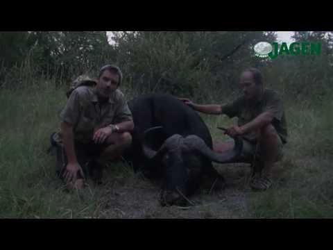 Fleischbüffeljagd in Namibia