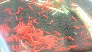 [Tép Việt] Tép màu tranh ăn RC, Rili, Blue Aura, Vàng Sọc, Chocolate