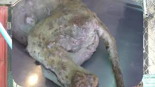 5 MILLION Worms Removed from Puppy! GROSS!