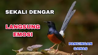 Download lagu Masteran Murai Batu Slow Tempo – Fokus & Stabil mp3