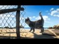 A TURTLE S TALE Cat Film Clip