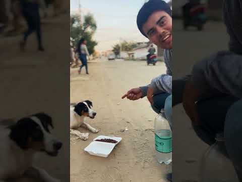 💟Le dimos de comer a los perros callejeros 😥💔
