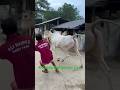 Opening Most Dangerous And Biggest Cow In India Of Ali Haider Farm For 2024 Viral Trending