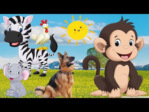 Animal sounds, life sounds, cows, dogs, horses, monkeys, elephants, pigs, cats...