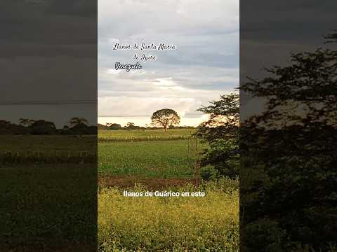 Llanos de Santa María de Ipire, Venezuela #turismo #sempererik #venezuela