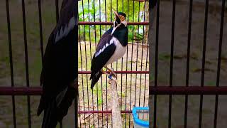Download lagu Jalak suren nembak isian kasar #birds #jalaksuren mp3