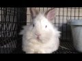 Boppity Bunny - Filmed at the Santa Barbara Bunny ...