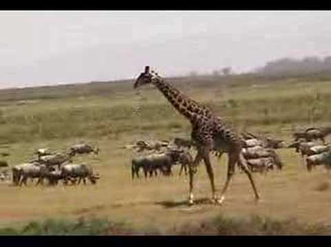 Giraffe running in herd of cattle, Kenya