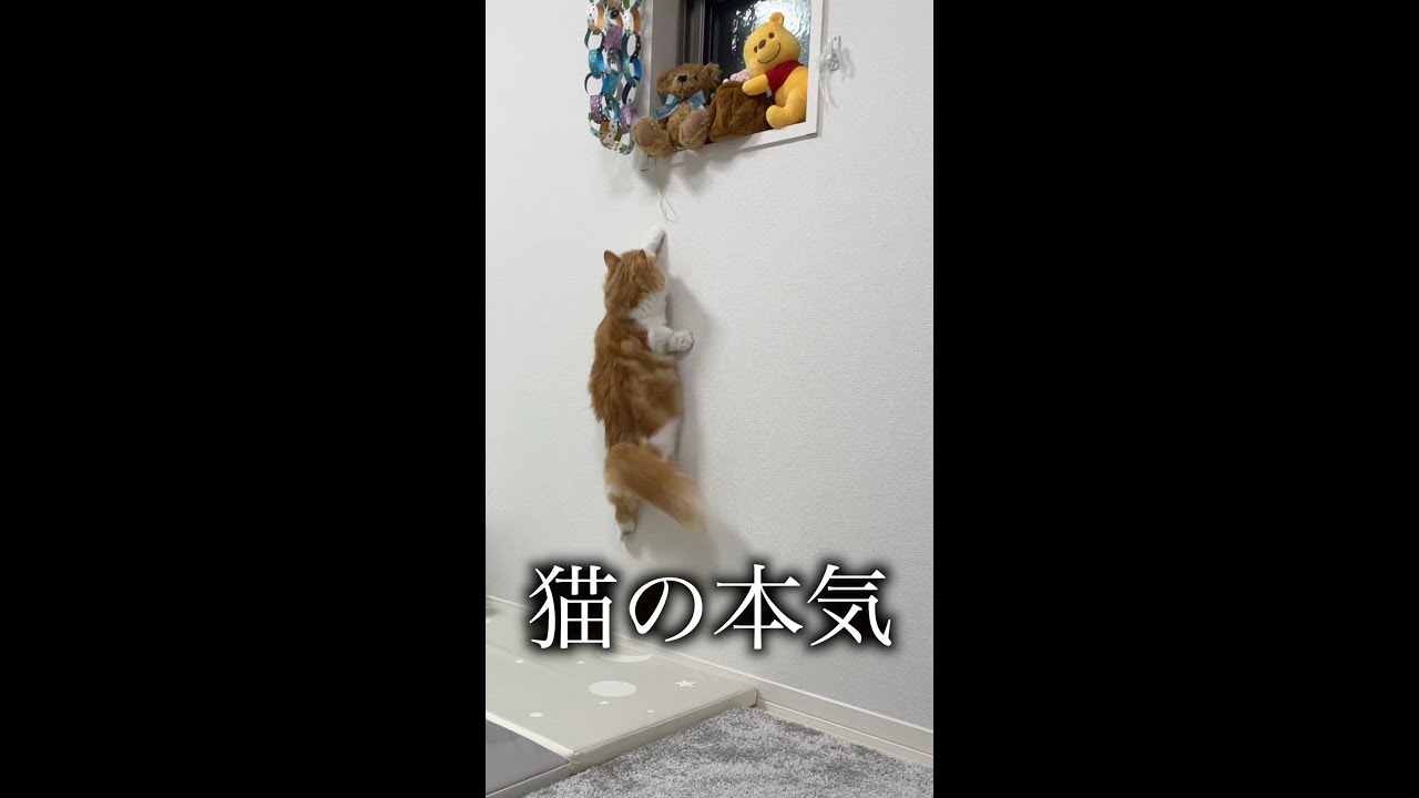 猫の本気がこちらです#Shorts