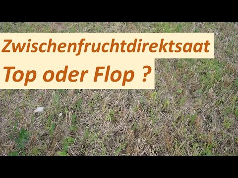Zwischenfruchtdirektsaat Top oder Flop ?
