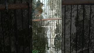 Download lagu Suara Panggilan Cingcoang/Jongkangan Coklat #kicaumania #kicaumaniaindonesia #cingcoang #jongkangan mp3 Download lagu Suara Panggilan Cingcoang/Jongkangan Coklat #kicaumania #kicaumaniaindonesia #cingcoang #jongkangan mp3