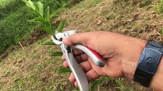 Download lagu The tree is only 10 days old, but it's being cut. A builder plants orange trees (Part 3) mp3