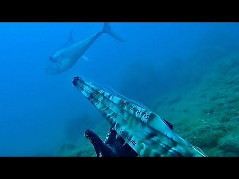 Spearfishing, I shoot a HUGE TUNA with the SeaHawk Veleno 95. The unstoppable power of the King o...